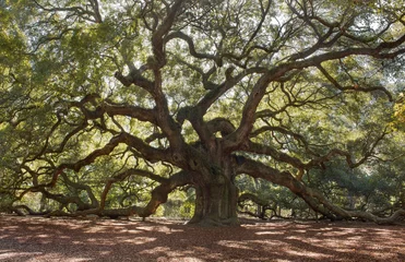 Fotobehang Bomen Angle Oak Tree - Gelegen buiten Charleston of St. John Island