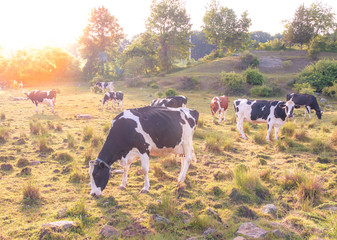 Milk cows grazing in a field on a late summer afternoon with sun beaming through the background