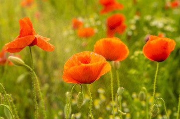 Poppies field

