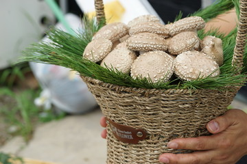 버섯 표고버섯 향고버섯