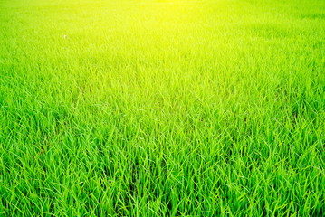 Obraz premium green rice field with sunlight in the morning landscape background
