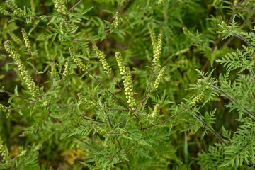Ambrosia artimisiifolia Allergie