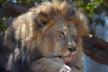 Feasting Lion