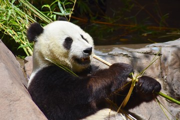 Panda and Bamboo