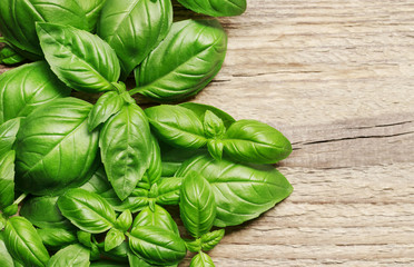Basil leaves on wooden background