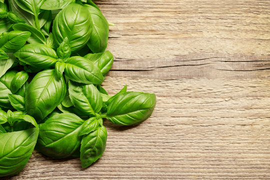 Unleashing the Health Benefits: Can Dogs Safely Devour Basil? Discover the health benefits and precautions of feeding basil to your furry friend