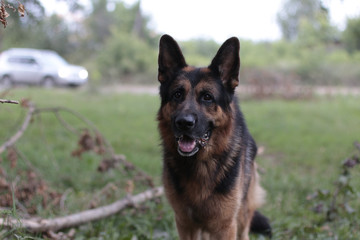 Dog german shepherd in a summer day