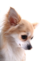 head of sweet chihuahua
