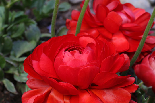red Persian Buttercup Flower Ranunculus asiaticus 