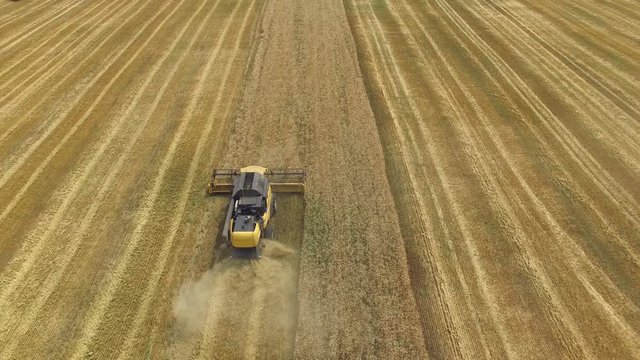 Combine harvester gathers the grain. The flight over a field of wheat. aerial survey
