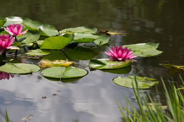 Water Lilies of Saitama City Minuma natural park