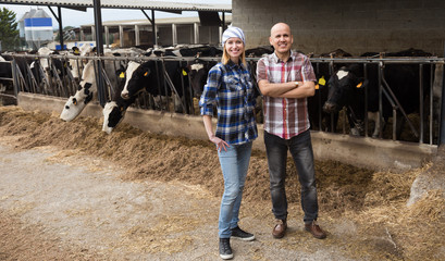 Farm employees working with milking herd in livestock barn