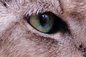 Fototapeta premium detail of green cat eye