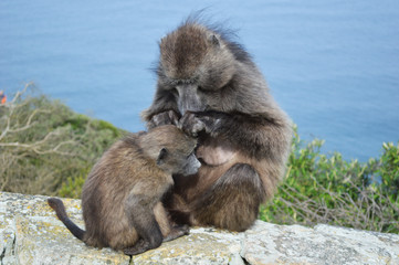 Mum and baby baboon grooming, Cape Point