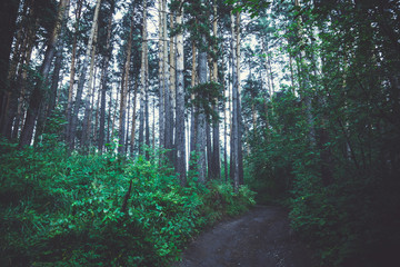 Obraz premium Pathway through the forest. Toned image.
