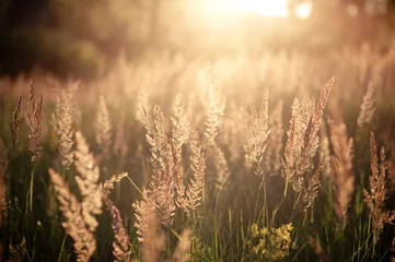 Foto op Plexiglas Various herbs and ears in the golden sunset light of the sun © Анна Ковальчук