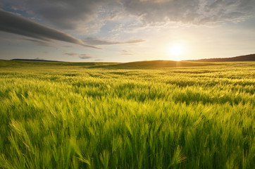 Obraz premium Meadow of wheat.