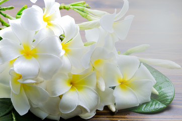 A group of white plumeria flower on wooden background