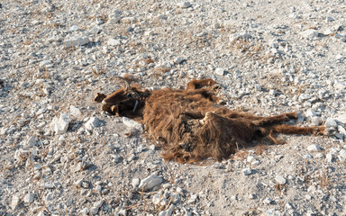Flesh of a dead  goat animal
