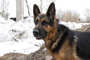 German shepherd dog is guarding an important object