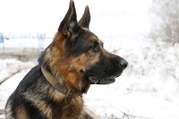 German shepherd dog is guarding an important object