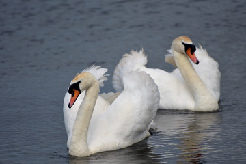 Adult swans and cygnets, Swannery at Abbotsbury, Dorset