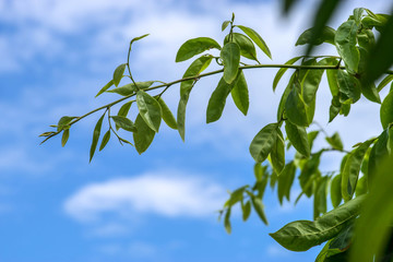Green leaves and blue sky