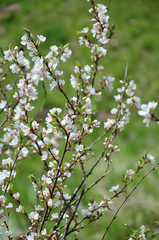 Blossoming cherry branches on bokeh green background 