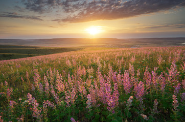 Spring meadow of flowers.