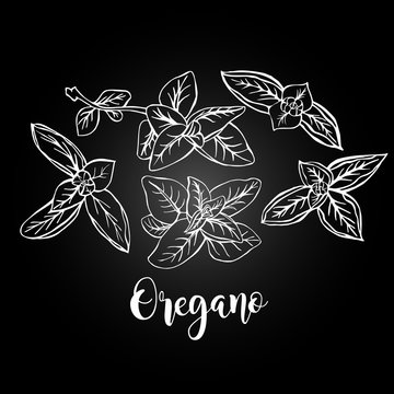 Hand drawn oregano in vector. It can be used for design packaking, menu etc. With imitation of chalkboard