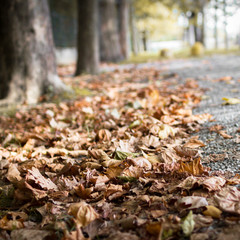 Heap of autumn leaves on a street