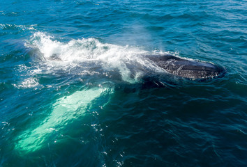 Fototapeta premium Baleine à bosse en surface vers Husavik en Islande