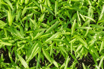 water spinach or water convolvulus