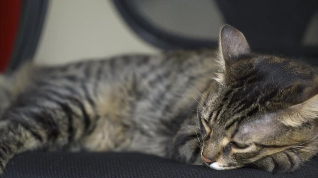 Beautiful Tabby Cat sleeps on the chair and run somewhere at the end