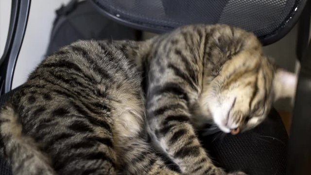 Beautiful Tabby Cat Sleeps on the chair
