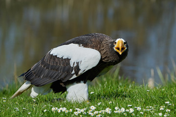 Stellers sea eagle (Haliaeetus pelagicus)