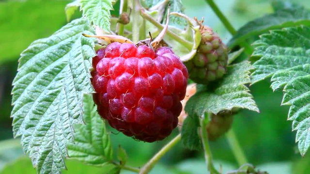 Ripe raspberrie at sunny summer day