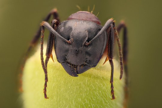 Extreme magnification - Ant portrait