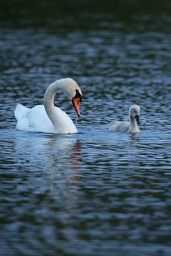 Swan with young on the lake in their nature habitat, european wildlife, wild animals, great birds, beautiful and love