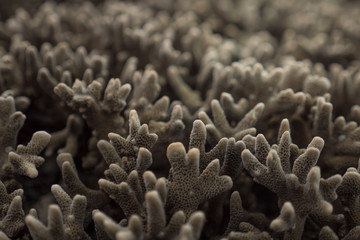 staghorn coral