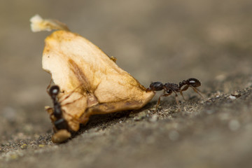 Ant carrying a dead leaf