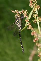 Golden-ringed Dragonfly, Cordulegaster boltonii