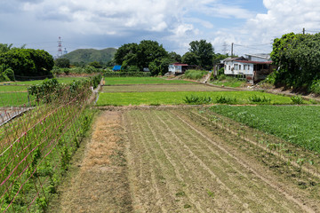 Green field