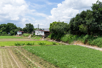 Fototapeta na wymiar Green field in countryside