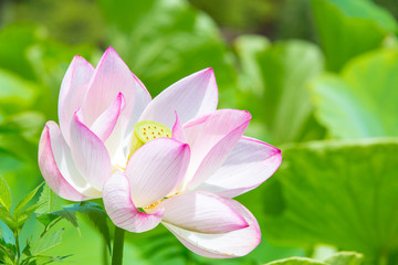 Obraz premium 蓮の花