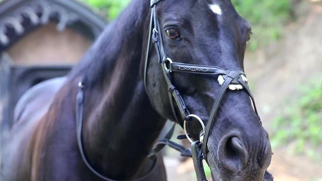 Beautiful black horse in the bridle. Head graceful horse close. Lovely animal gelding and his eyes. Sport horse in harness.