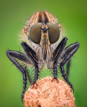Extreme magnification - Robber fly, front view