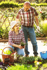 Fototapeta premium portrait of a lovely couple taking care of green plants in the g