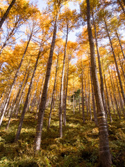 Tall birch and aspen trees in autumn season,Minami South Alps, Japan