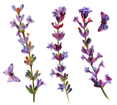 Set of watercolor drawings of lavender flowers with butterflies